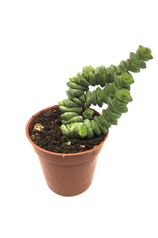 Crassula Marnieriana Sukulent (A Kalite)