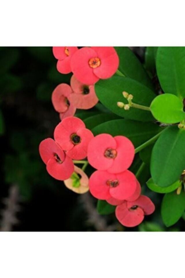 Kırmızı Dikenler Tacı Çiçekli Ithal Euphorbia Milli (A Kalite)