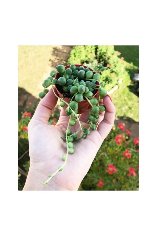 Tesbih Çiçeği (Senecio Boncuk)