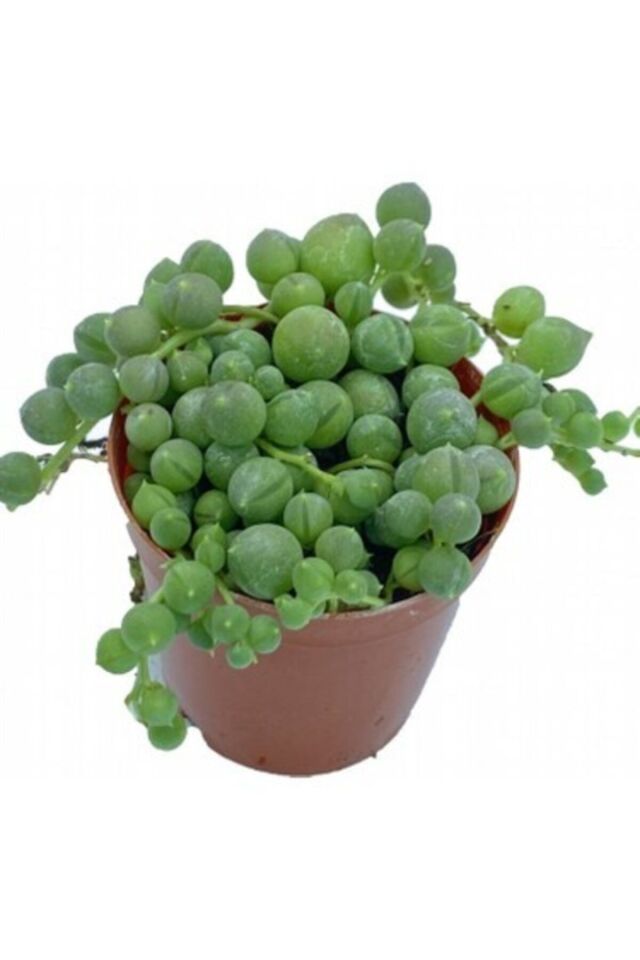 Tesbih Çiçeği (Senecio Boncuk)